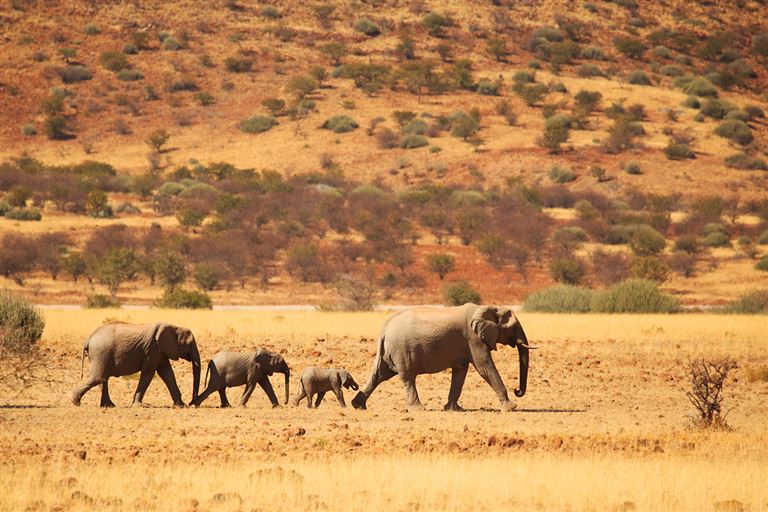Auf den Spuren der Wüstenelefanten ©JurgaR/istock